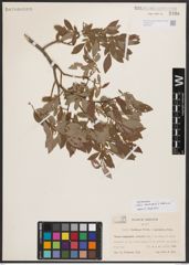 Salix bebbiana Sarg. x Salix starkeana Willd.